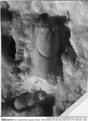 Historisches Foto von Longodromites angustus (Reuss, 1858) (NHMW-AFW-GEO-BACHMAYER-FOTO-1990-0041-1903)